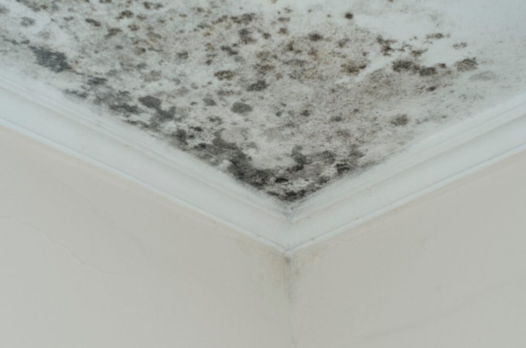 Roof Mold as Humidity